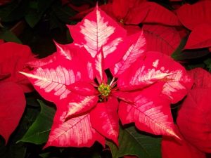 The poinsettia is now considered a Christmas plant