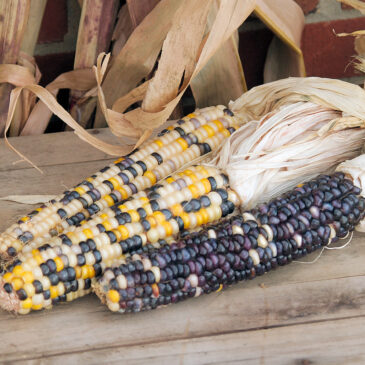 What was served at First Thanksgiving Meal?