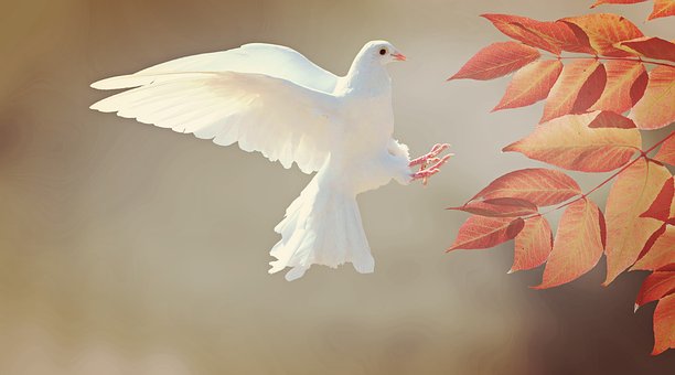 Traditions of Christmas: Doves