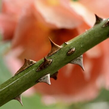 Christmas Traditions: Christmas Thorn