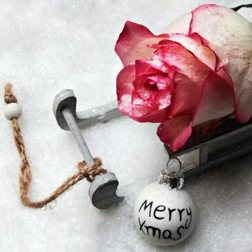 Christmas Traditions: Christmas Rose